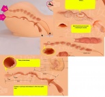 Мастурбатор-двойной Oknyeo вагина и анус