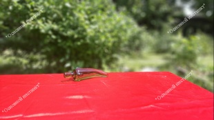 Анальная втулка стекло 