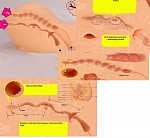 Мастурбатор-двойной Oknyeo вагина и анус